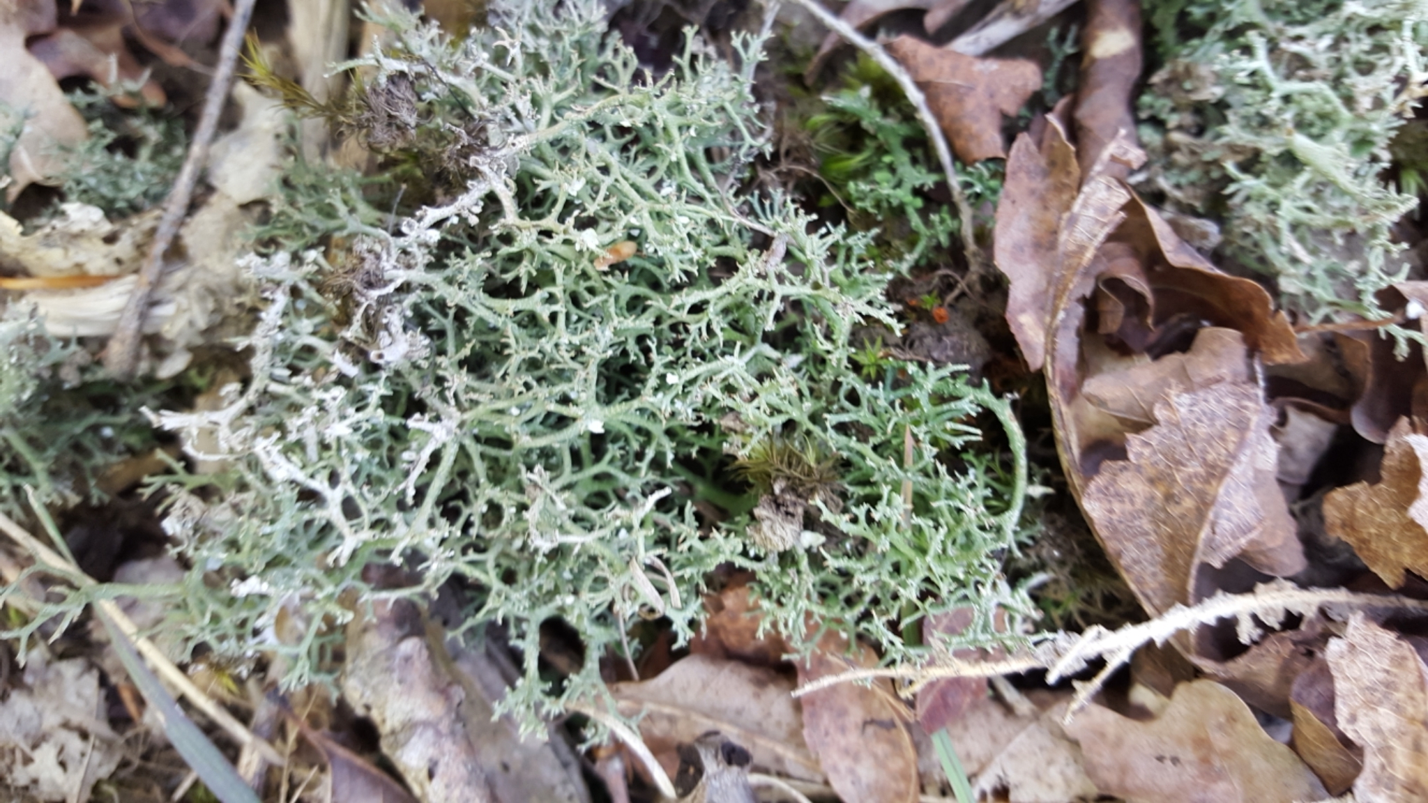 Cladonia furcata image