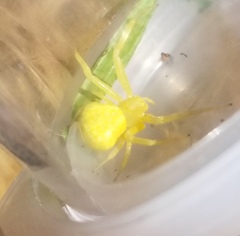 Thomisidae