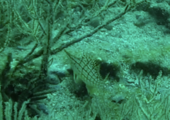 Oxycirrhites typus