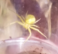 Thomisidae