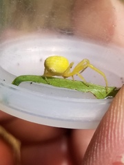 Thomisidae