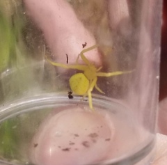 Thomisidae