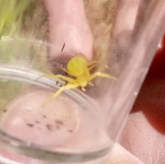 Thomisidae