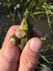 Pelophylax lessonae
