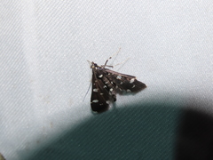 Bocchoris inspersalis