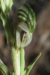 Pterostylis orbiculata