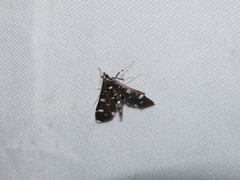 Bocchoris inspersalis