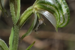 Pterostylis orbiculata