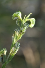 Pterostylis orbiculata