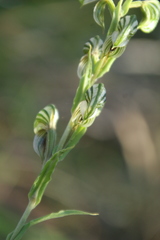 Pterostylis orbiculata