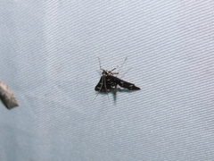 Bocchoris inspersalis
