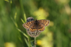 Melitaea aurelia