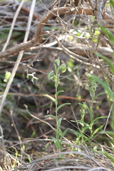 Pterostylis orbiculata