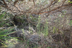 Pterostylis orbiculata