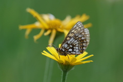 Melitaea aurelia