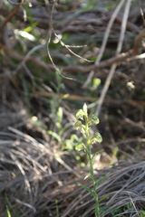Pterostylis orbiculata