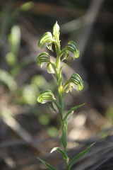 Pterostylis orbiculata