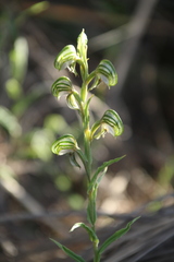 Pterostylis orbiculata