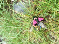 Trypocopris pyrenaeus