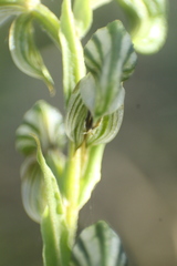 Pterostylis orbiculata