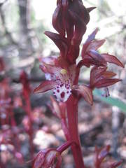 Corallorhiza maculata occidentalis