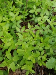 Galium oreganum