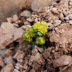 Chrysosplenium wrightii