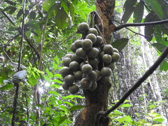 Stelechocarpus burahol
