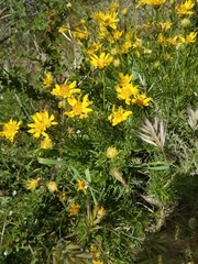 Ericameria linearifolia