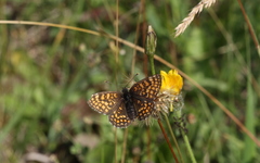 Melitaea aurelia