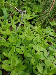 Galium oreganum