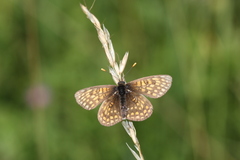 Melitaea aurelia