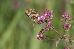 Melitaea aurelia