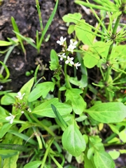 Cardamine scutata