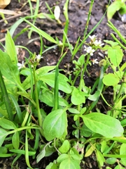 Cardamine scutata