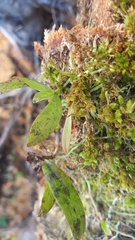 Drymoanthus