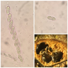 Caudospora taleola