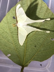 Actias neidhoeferi