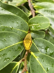 Graphium macfarlanei