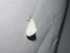 Sphrageidus virguncula