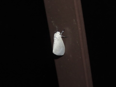 Sphrageidus virguncula