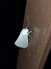 Sphrageidus virguncula