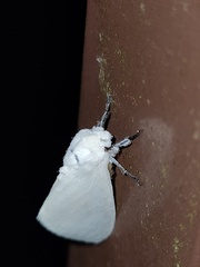 Sphrageidus virguncula