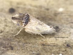 Xerophloea peltata