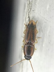 Aeolus trilineatus