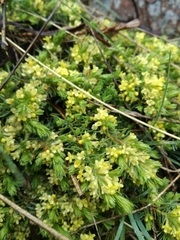 Thymelaea coridifolia dendrobryum