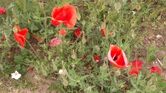 Papaver rhoeas