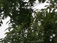 Chloropsis cyanopogon