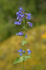 Penstemon ovatus