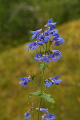 Penstemon ovatus